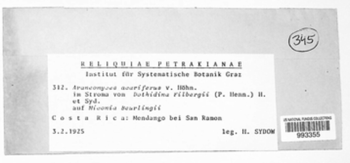 Paranectriellaceae image